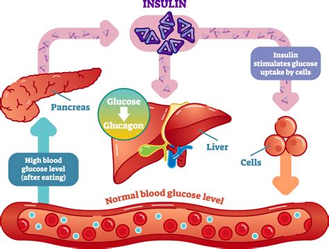 What Increases Insulin Levels