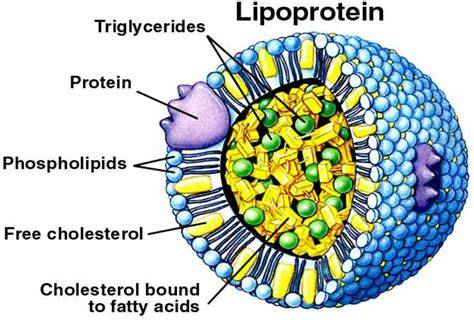 What Increases Lipoprotein A