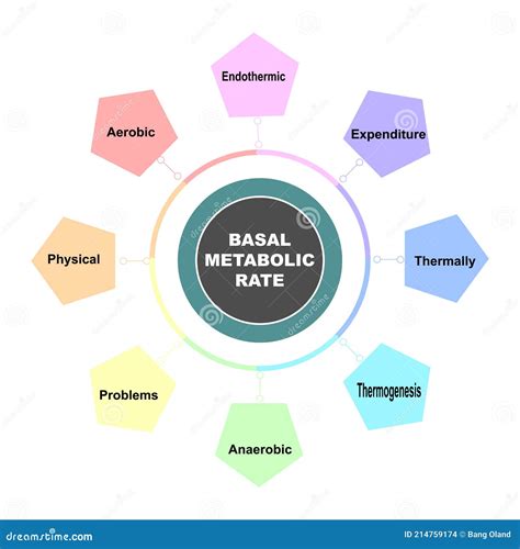What Increases Metabolic Rate