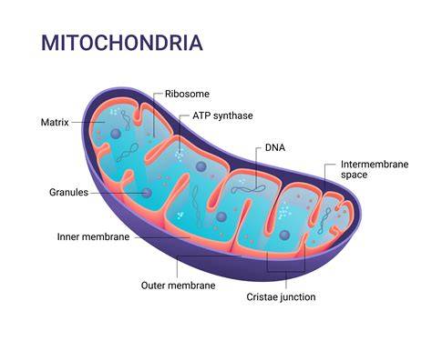 What Increases Mitochondria In The Body