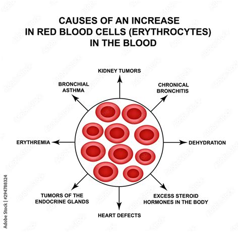 What Increases Red Blood Cells