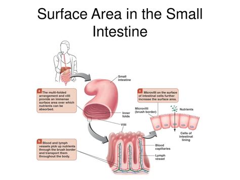 What Increases Surface Area Of Small Intestine