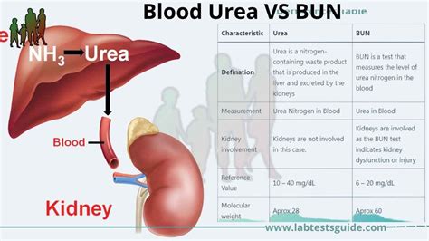 What Increases Urea In Blood