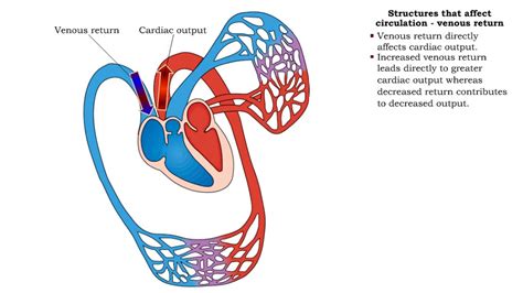 What Increases Venous Return To The Heart