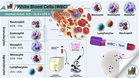 What Increases White Blood Cell Count