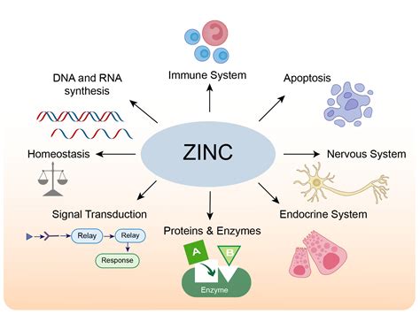What Increases Zinc