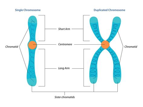 What Is A Chromosome