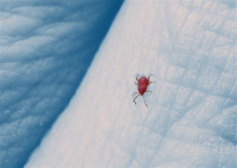What Is A Trigger Bug
