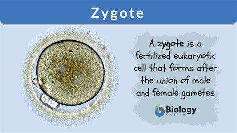 What Is A Zygote