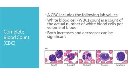 What Is Cbc And Differential