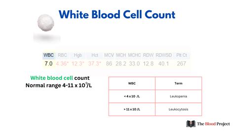 What Is Normal Wbc Count
