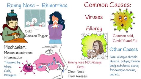 What Is Rhinorrhea