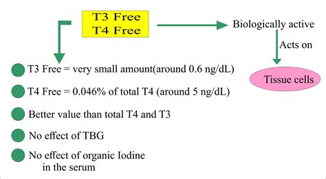 What Is T4 Free