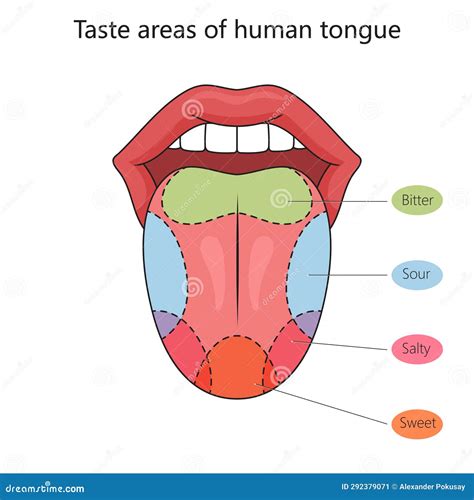 What Is Taste Of Tongue