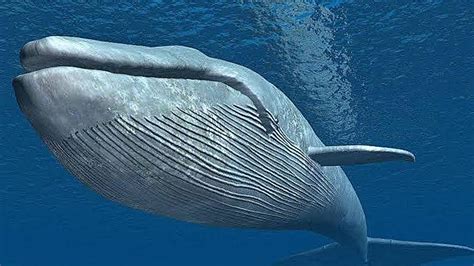What Is The Biggest Animal In The World
