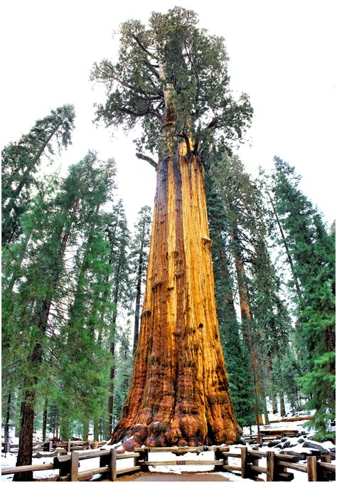 What Is The Biggest Tree In The World