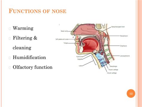 What Is The Function Of Nose