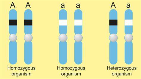 What Is The Homozygous