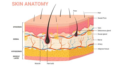What Is The Largest Organ In The Human Body