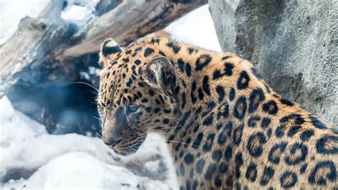 What Is The Rarest Animal In The World