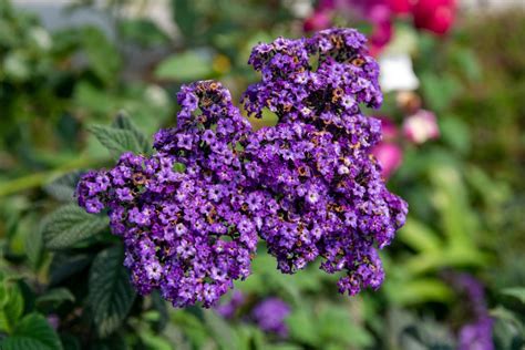 What Is The Scent Of Heliotrope