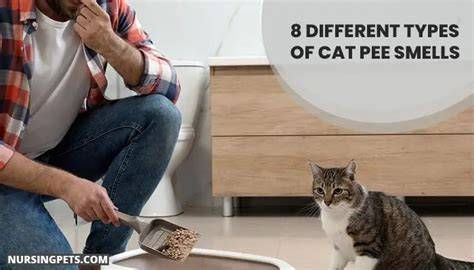 What Is The Smell Of Cat Pee