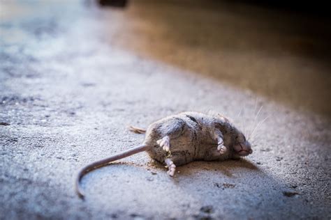 What Is The Smell Of Dead Mouse