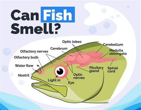 What Is The Smell Of Fish