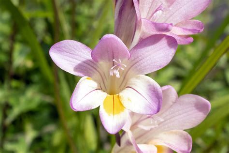 What Is The Smell Of Freesia