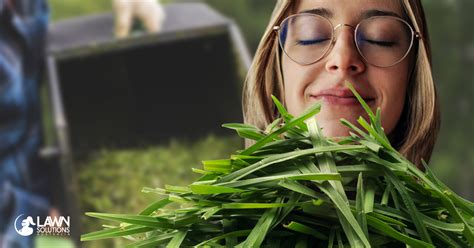 What Is The Smell Of Grass