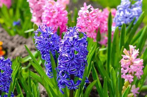 What Is The Smell Of Hyacinth