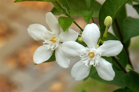 What Is The Smell Of Jasmine