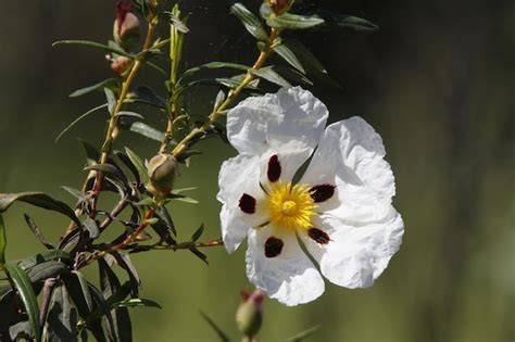 What Is The Smell Of Labdanum