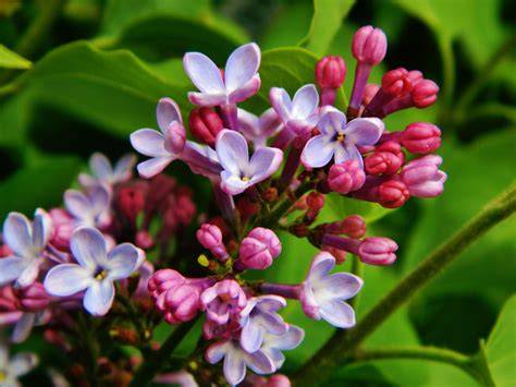 What Is The Smell Of Lilac