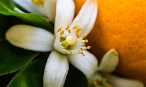 What Is The Smell Of Neroli