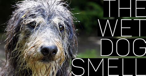 What Is The Smell Of Wet Dog