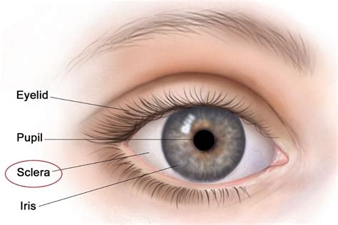 What Is The White Part Of The Eye Called