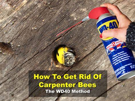 What Kills Carpenter Bees Instantly