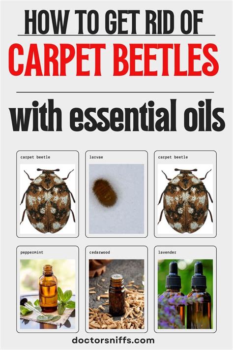What Kills Carpet Beetles