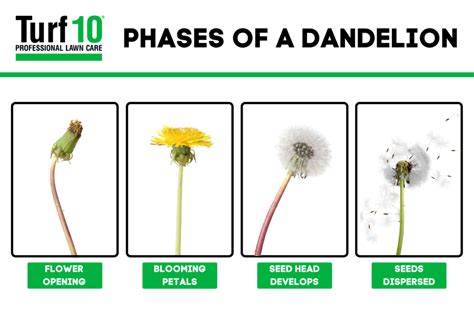 What Kills Dandelions Permanently