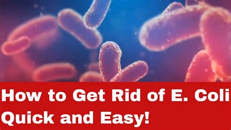 What Kills E Coli Bacteria