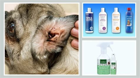 What Kills Ear Mites In Dogs Instantly