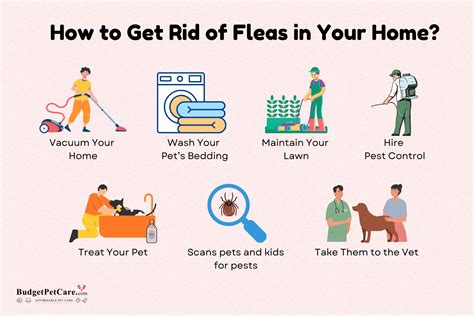 What Kills Fleas In The House