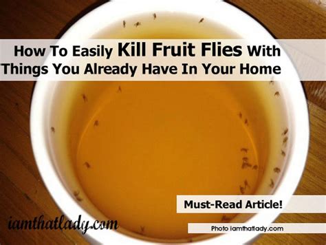 What Kills Fruit Flies