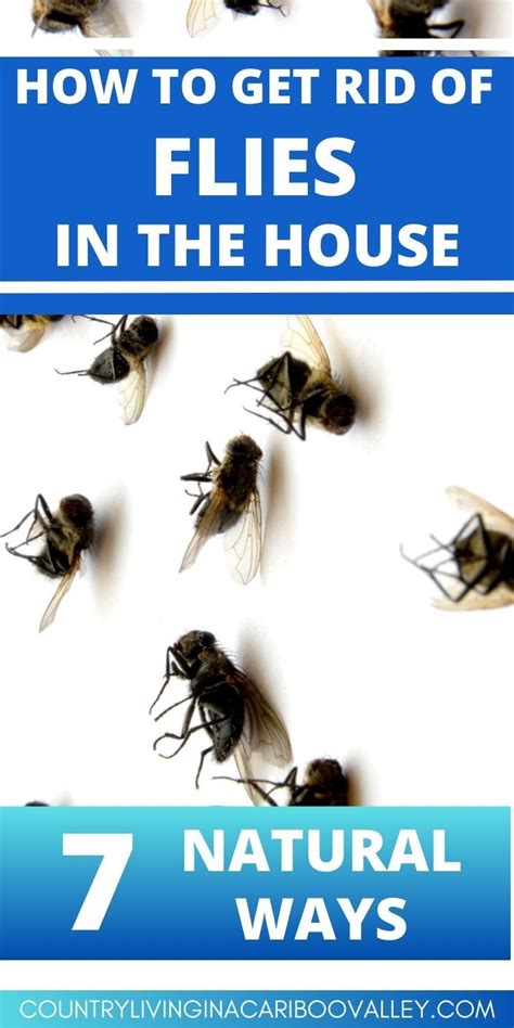 What Kills House Flies Instantly