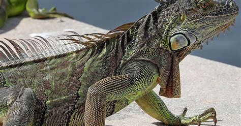 What Kills Iguanas