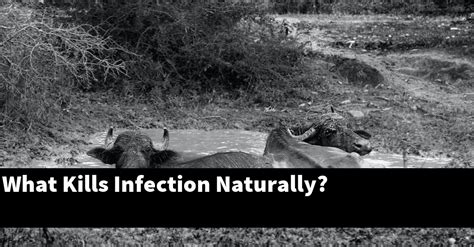 What Kills Infection Naturally