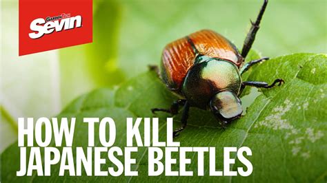 What Kills Japanese Beetles Permanently