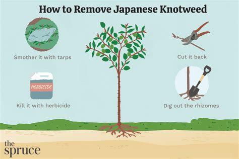 What Kills Japanese Knotweed Permanently