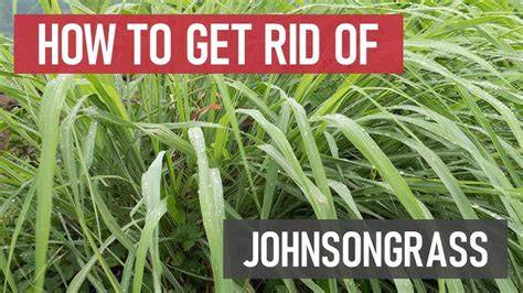 What Kills Johnson Grass But Not Bermuda